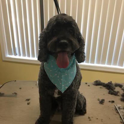 Black doodle with teal bandana after grooming