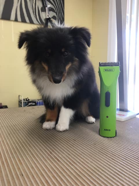 Sheltie puppy at grooming table