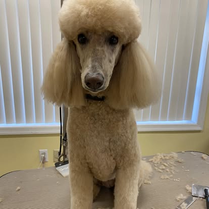 Cream standard poodle after grooming