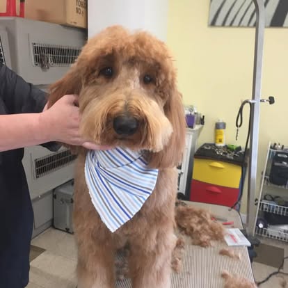 Golden doodle with blue bandana after grooming