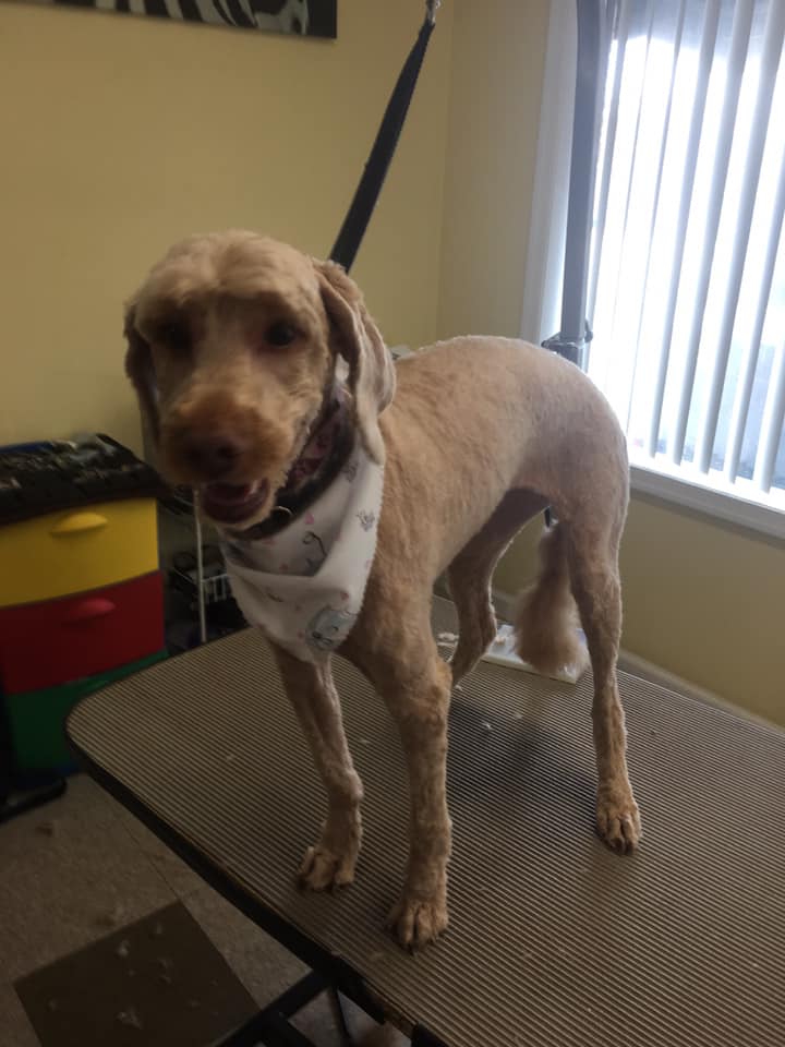 Labradoodle after a full groom