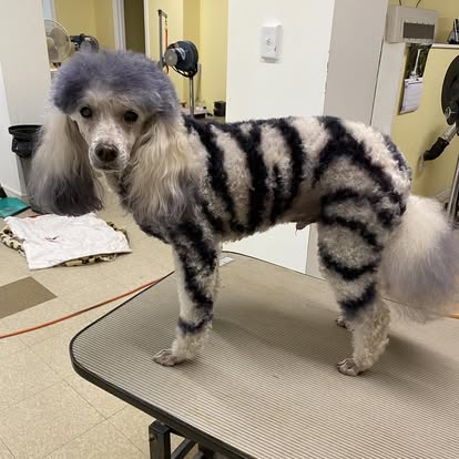 Poodle with creative artistic tiger stripe styling