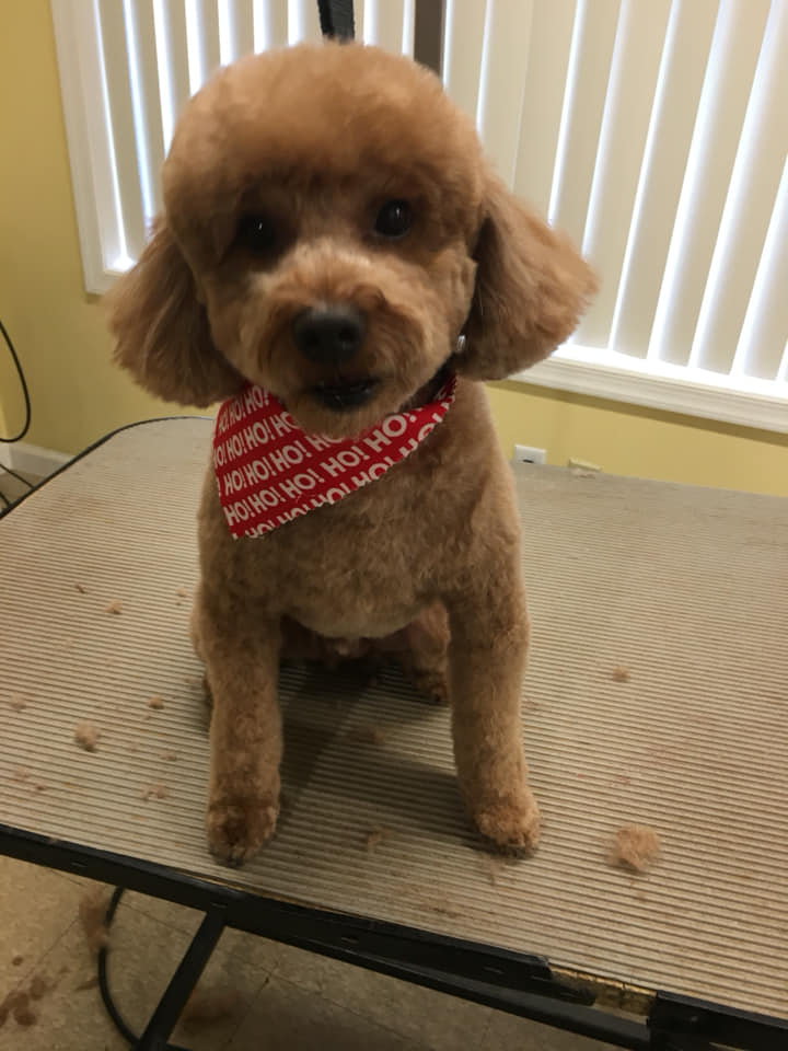 Apricot poodle after grooming